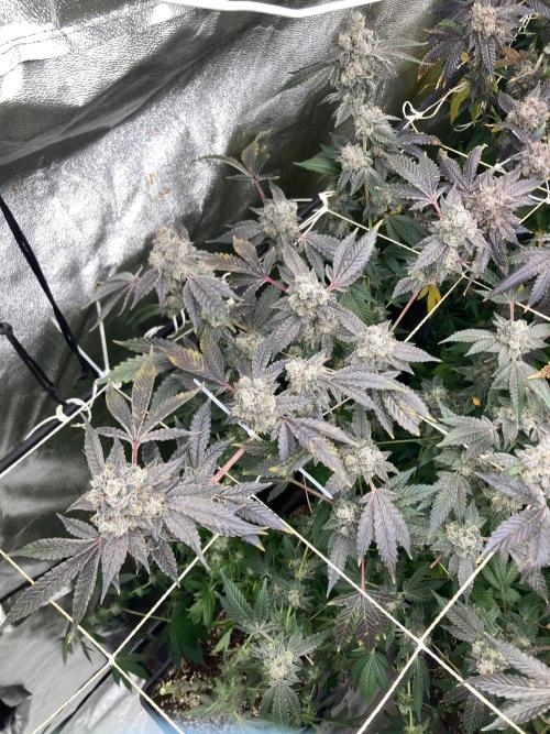 Rainbow Marker Clones (Lit Farms). Week 11