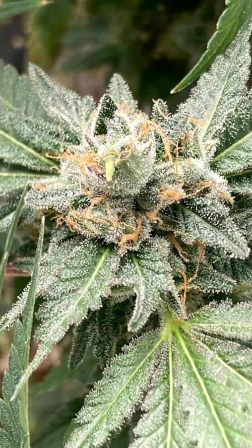Rainbow Marker Clones (Lit Farms). Week 11