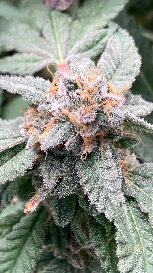 Rainbow Marker Clones (Lit Farms). Week 11