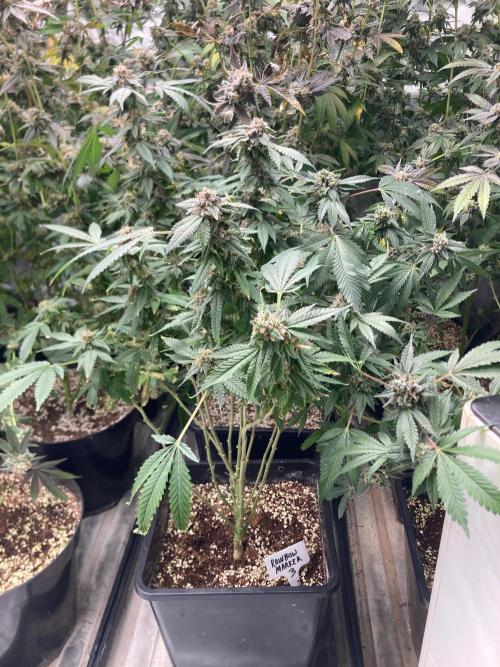 Rainbow Marker Clones (Lit Farms). Week 11