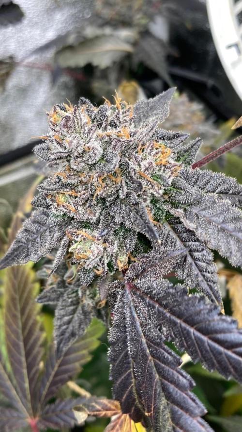 Rainbow Marker Clones (Lit Farms). Week 11