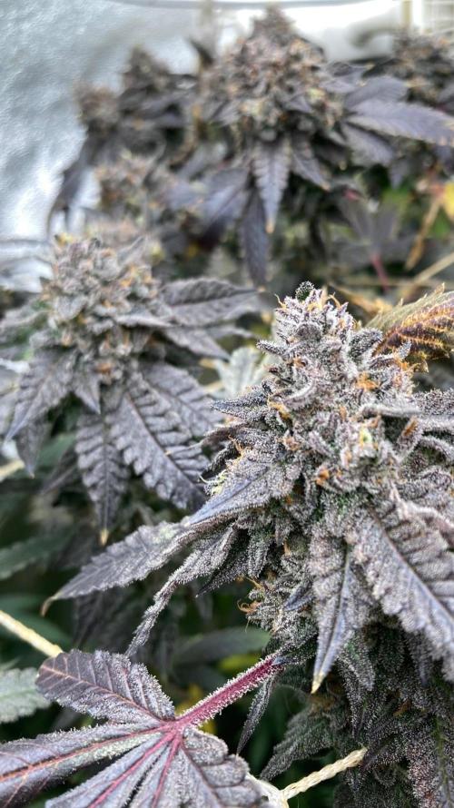 Rainbow Marker Clones (Lit Farms). Week 11