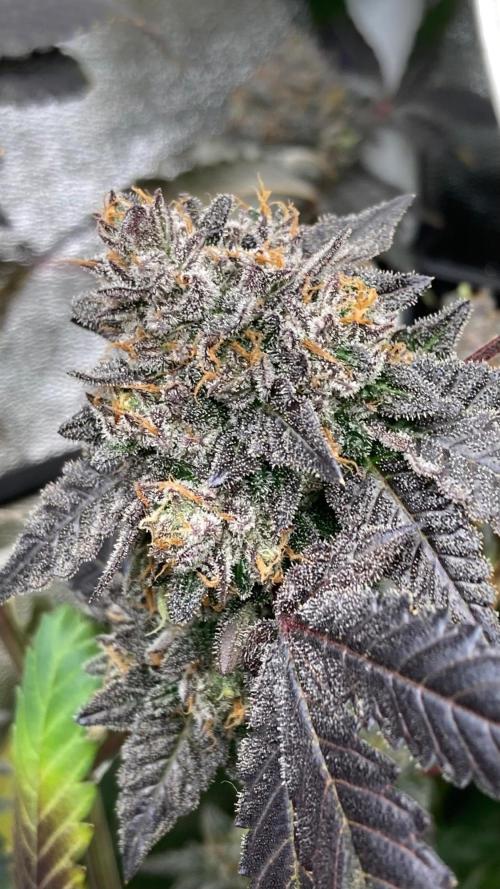 Rainbow Marker Clones (Lit Farms). Week 11