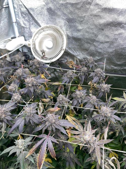 Rainbow Marker Clones (Lit Farms). Week 11