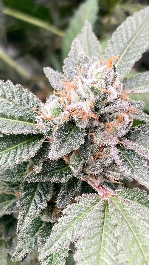 Rainbow Marker Clones (Lit Farms). Week 11