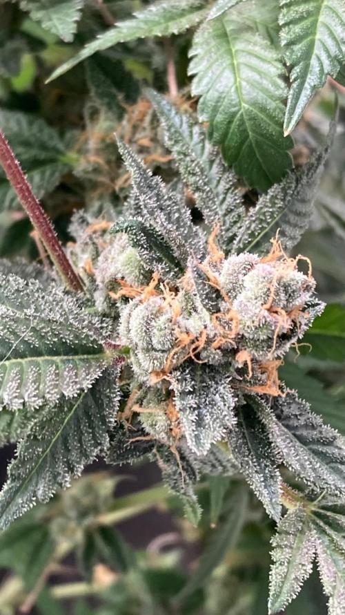 Rainbow Marker Clones (Lit Farms). Week 11