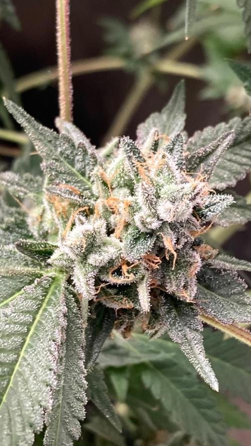 Rainbow Marker Clones (Lit Farms). Week 11
