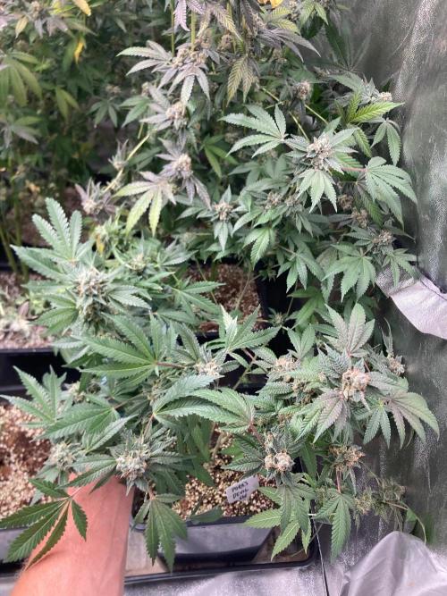 Rainbow Marker Clones (Lit Farms). Week 11