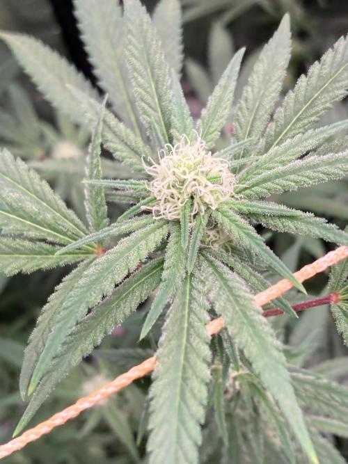 White Rhino (Green House Seeds). Week 19