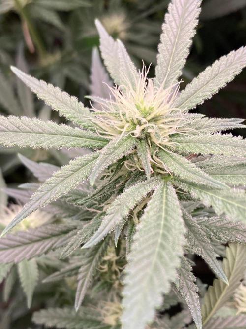 White Rhino (Green House Seeds). Week 19