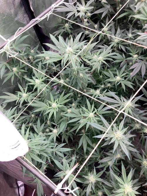 White Rhino (Green House Seeds). Week 19
