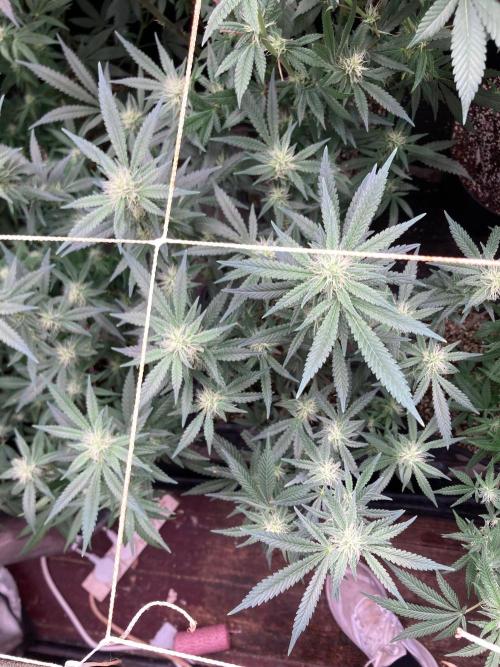 White Rhino (Green House Seeds). Week 19