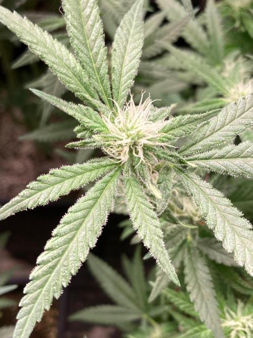 White Rhino (Green House Seeds). Week 19