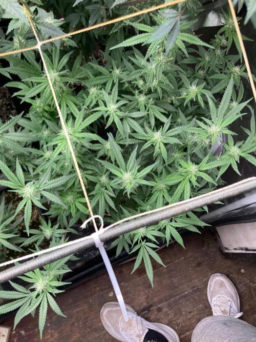 White Rhino (Green House Seeds). Week 19