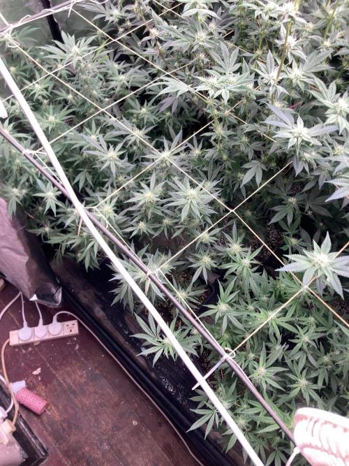 White Rhino (Green House Seeds). Week 19