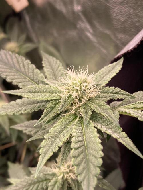 Windu (Wizard Trees). Week 19