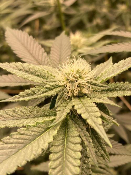 Windu (Wizard Trees). Week 19