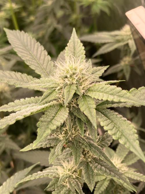 Windu (Wizard Trees). Week 19
