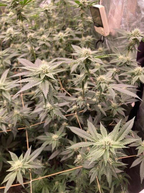Windu (Wizard Trees). Week 19