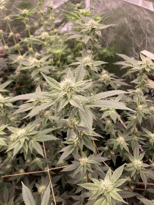Windu (Wizard Trees). Week 19