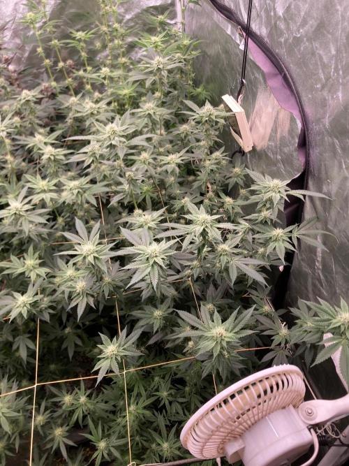 Windu (Wizard Trees). Week 19