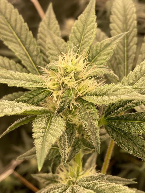 Jelly Breath S1 (In House Genetics). Week 19