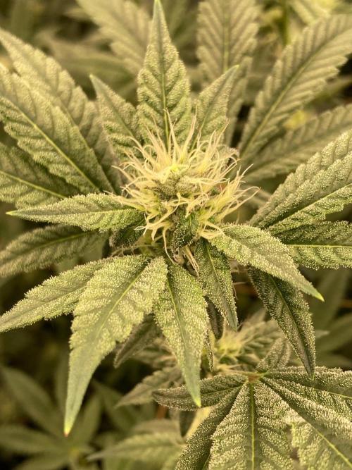 Jelly Breath S1 (In House Genetics). Week 19