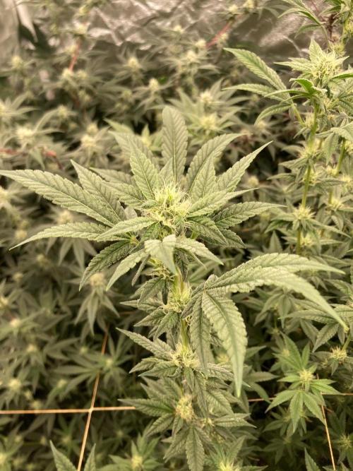 Jelly Breath S1 (In House Genetics). Week 19