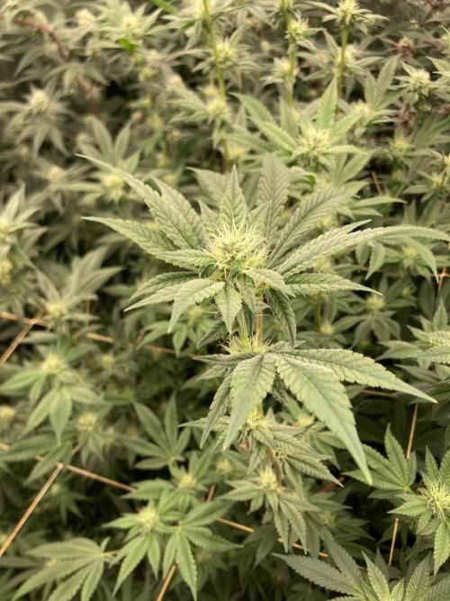 Jelly Breath S1 (In House Genetics). Week 19