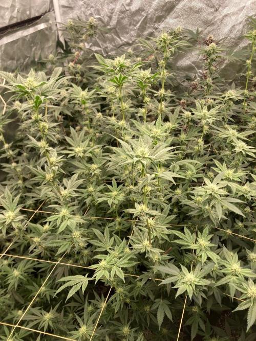Jelly Breath S1 (In House Genetics). Week 19
