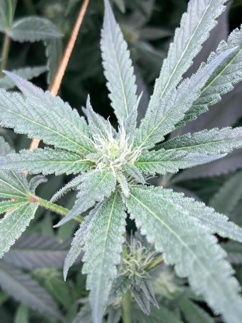 Atomic Jelly#2 (In House Genetics). Week 5