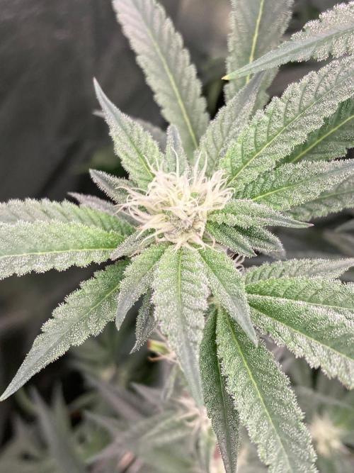 Atomic Jelly#2 (In House Genetics). Week 5