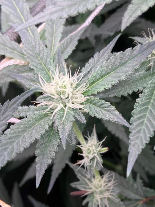 Atomic Jelly#2 (In House Genetics). Week 5