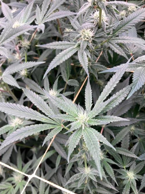 Atomic Jelly#2 (In House Genetics). Week 5
