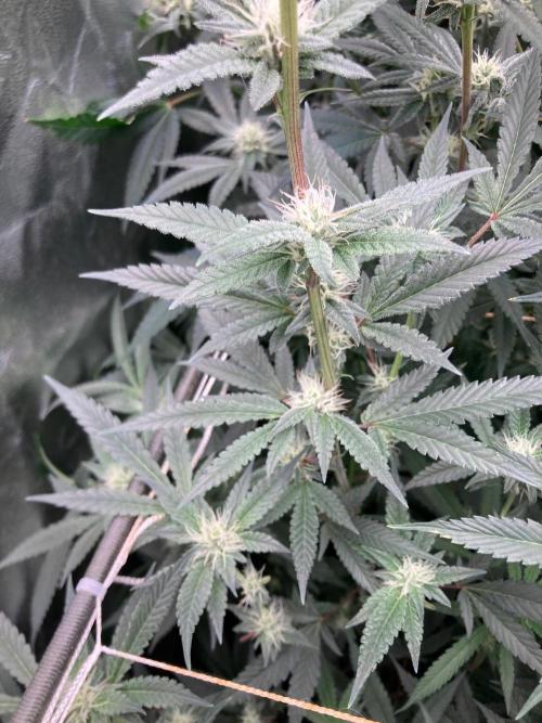 Atomic Jelly#2 (In House Genetics). Week 5