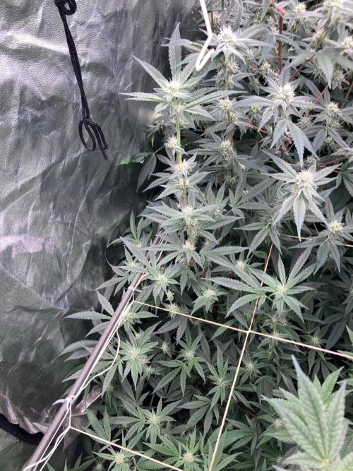 Atomic Jelly#2 (In House Genetics). Week 5