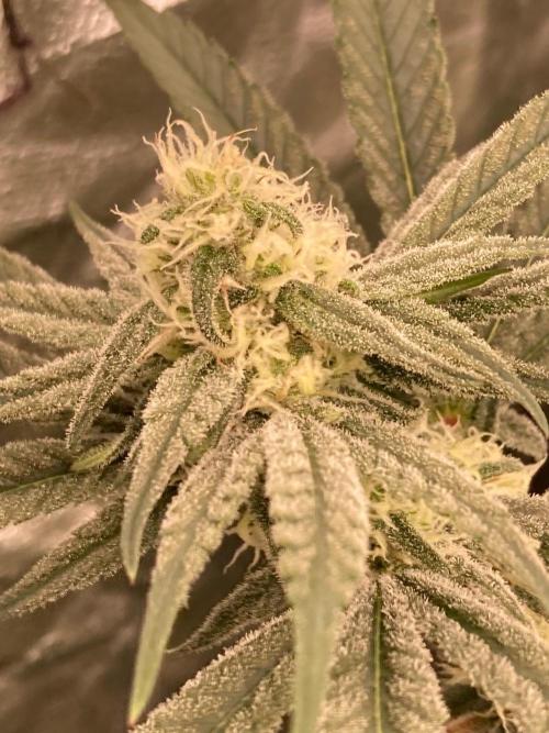 GasQuake (In House Genetics). Week 19
