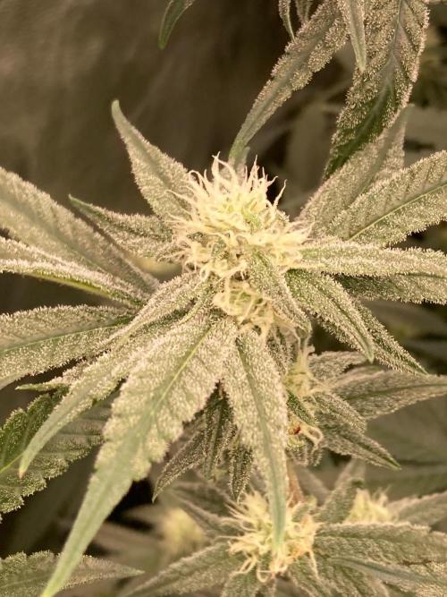 GasQuake (In House Genetics). Week 19