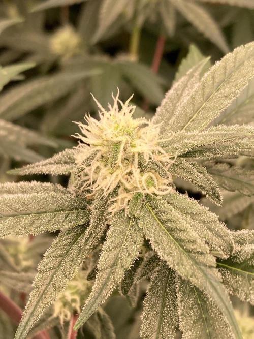 GasQuake (In House Genetics). Week 19