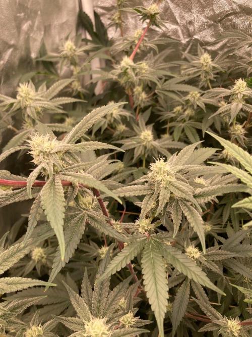 GasQuake (In House Genetics). Week 19