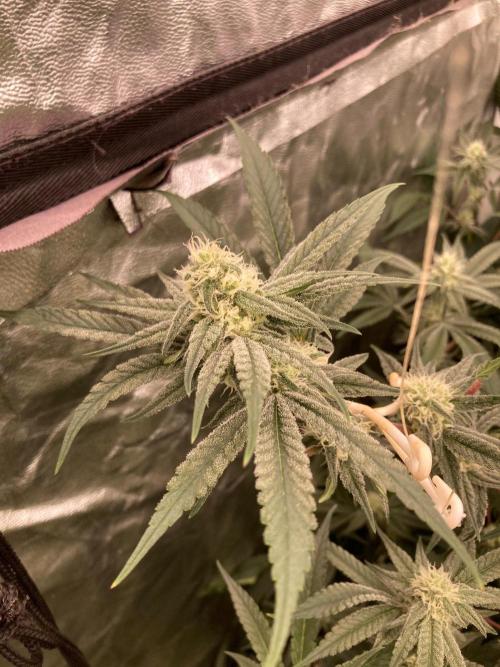 GasQuake (In House Genetics). Week 19