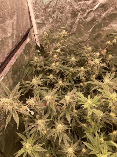 GasQuake (In House Genetics). Week 19