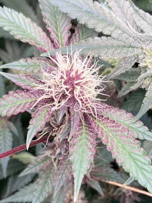 Pora’s Purple CN#6 (Relentless Genetics). Week 5