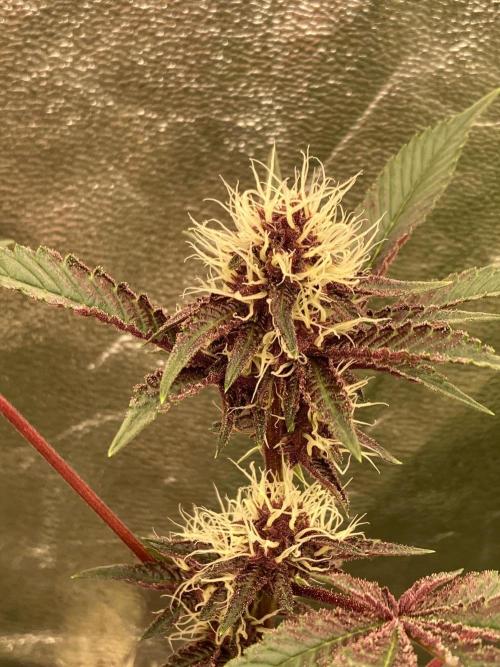 Pora’s Purple CN#6 (Relentless Genetics). Week 5