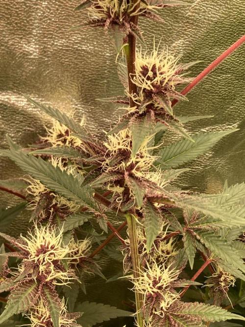 Pora’s Purple CN#6 (Relentless Genetics). Week 5