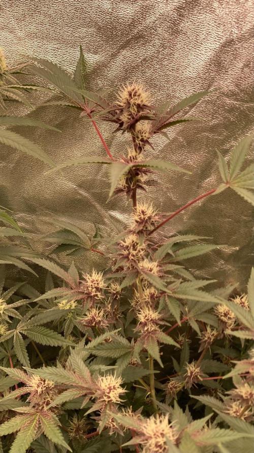 Pora’s Purple CN#6 (Relentless Genetics). Week 5