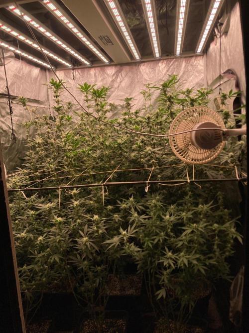 Colorado Nightshifter. Week 5