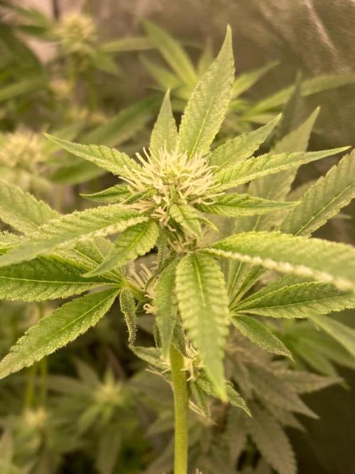 Pineapple Mojito S1. Week 15