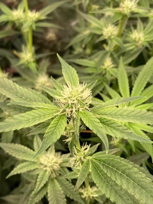 Pineapple Mojito S1. Week 15