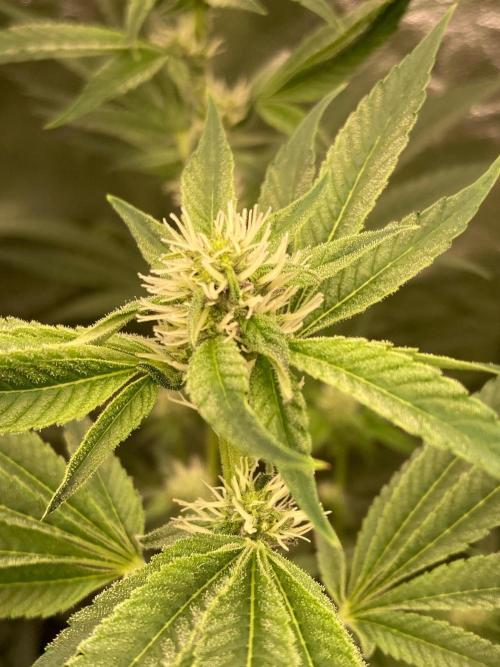 Pineapple Mojito S1. Week 15